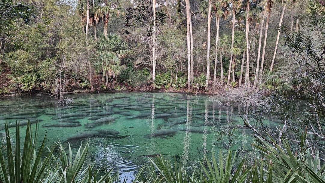 Florida Manatees Gather In Record Numbers