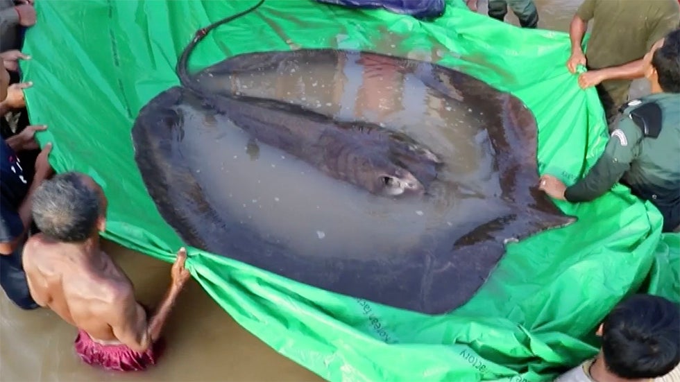 Crocodile Walks Onto Crowded Beach in Colombia Videos from The