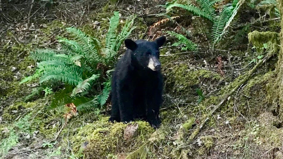 Oregon Black Bear Put Down After People Feed It, Take Selfies The