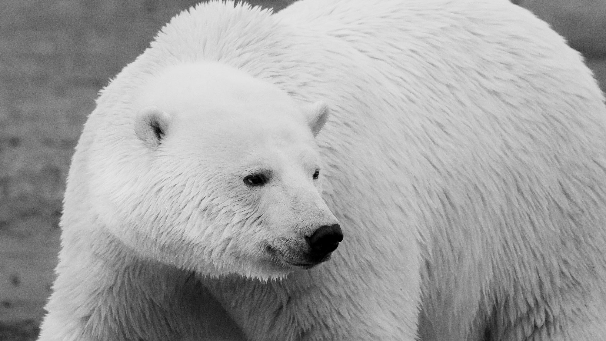Alaska Polar Bear Attack Prompts Renewed Look At Community Protections