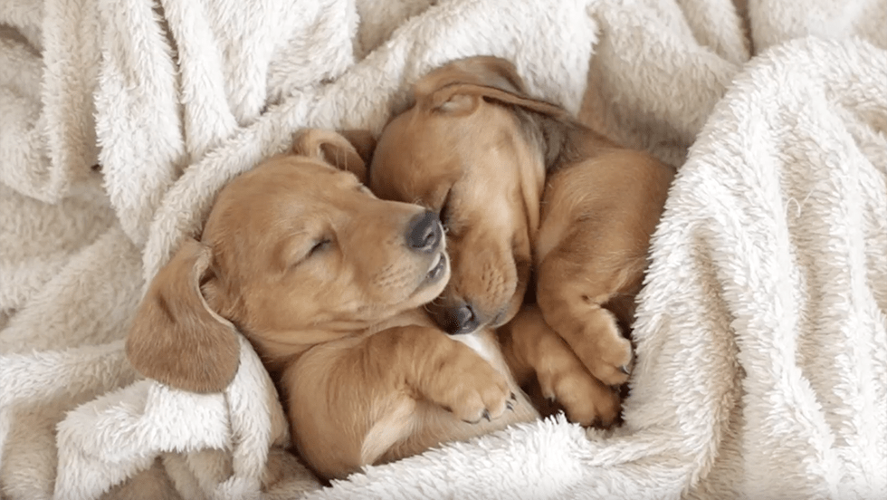 Dangerous Virus Affecting Puppies Spikes In Spots Across U.S. Videos