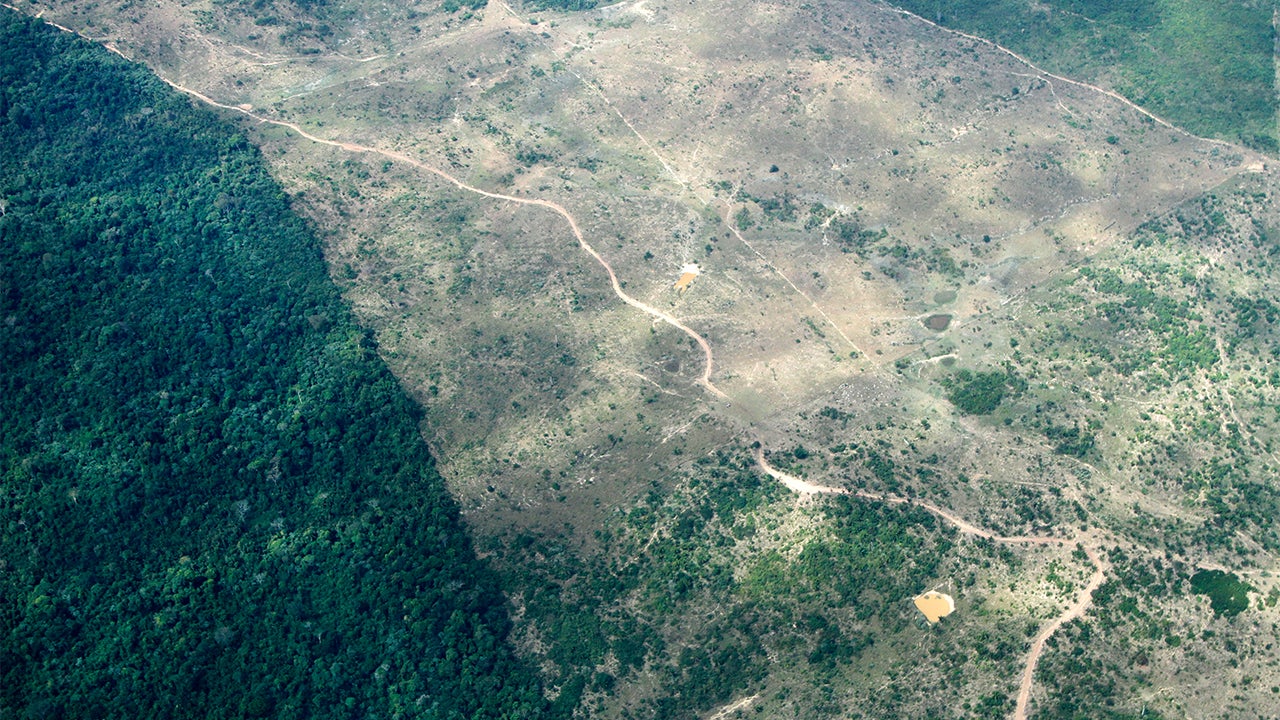 Deforestation in the Amazon Rainforest Reaches Record Levels The