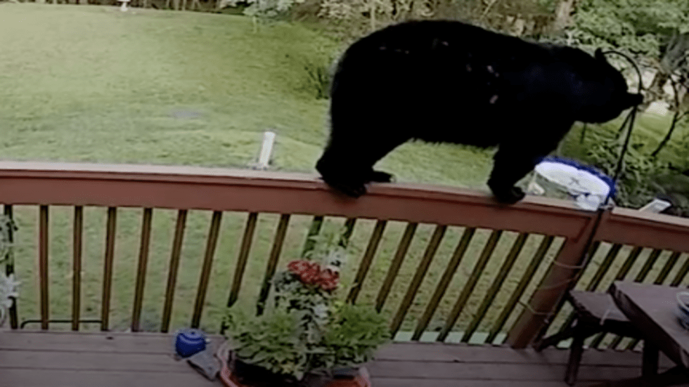 Thirsty Bear Drinks from Hummingbird Feeder Videos from The Weather