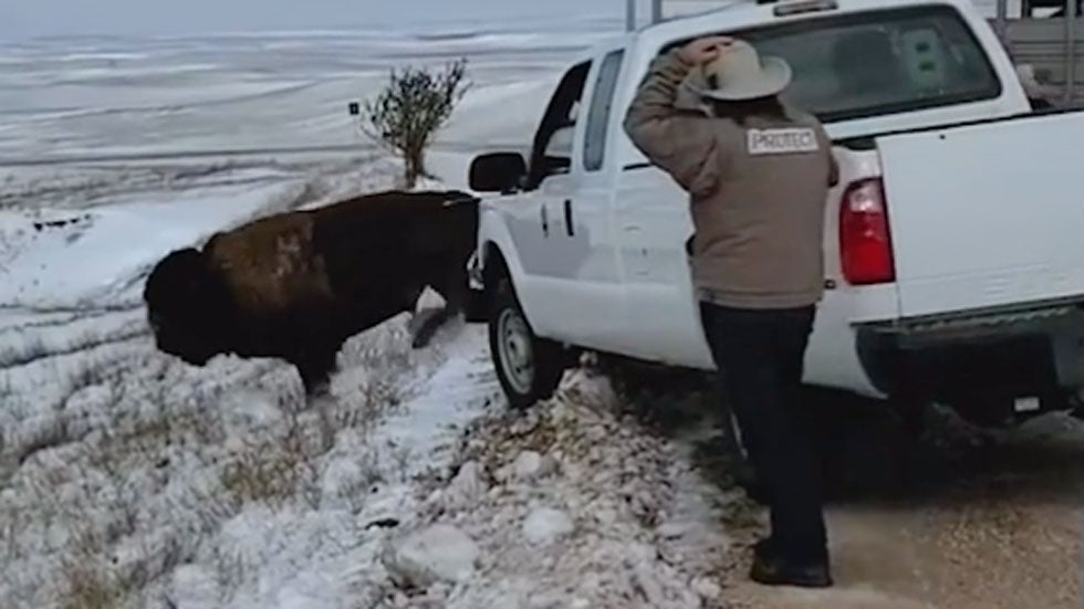 Bison Released into Badlands National Park’s New Territory The