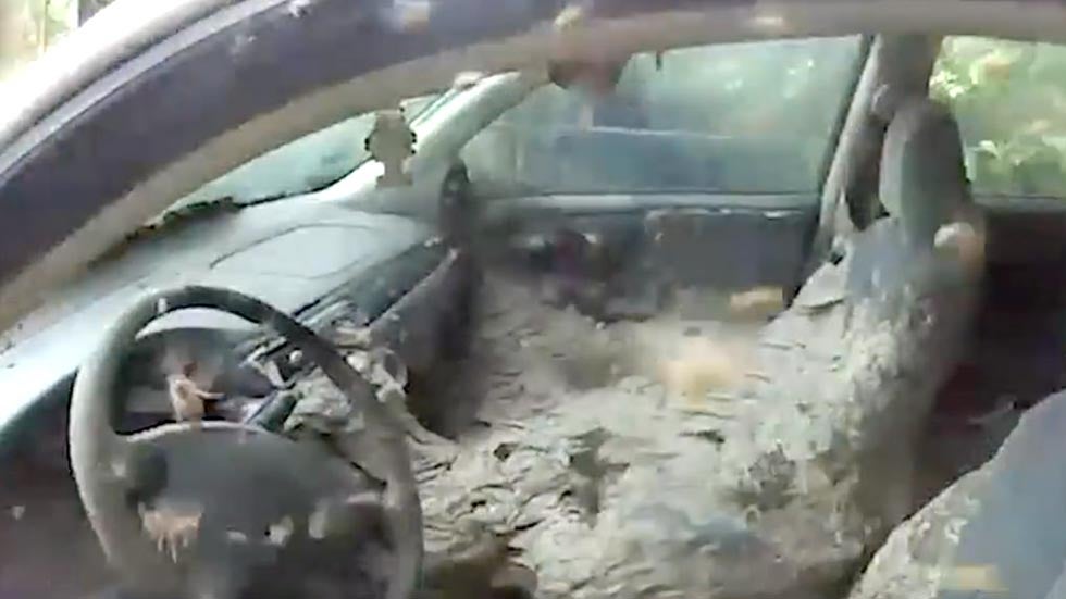 Wasps Build Gigantic Nest in Abandoned Car in Louisiana | The Weather