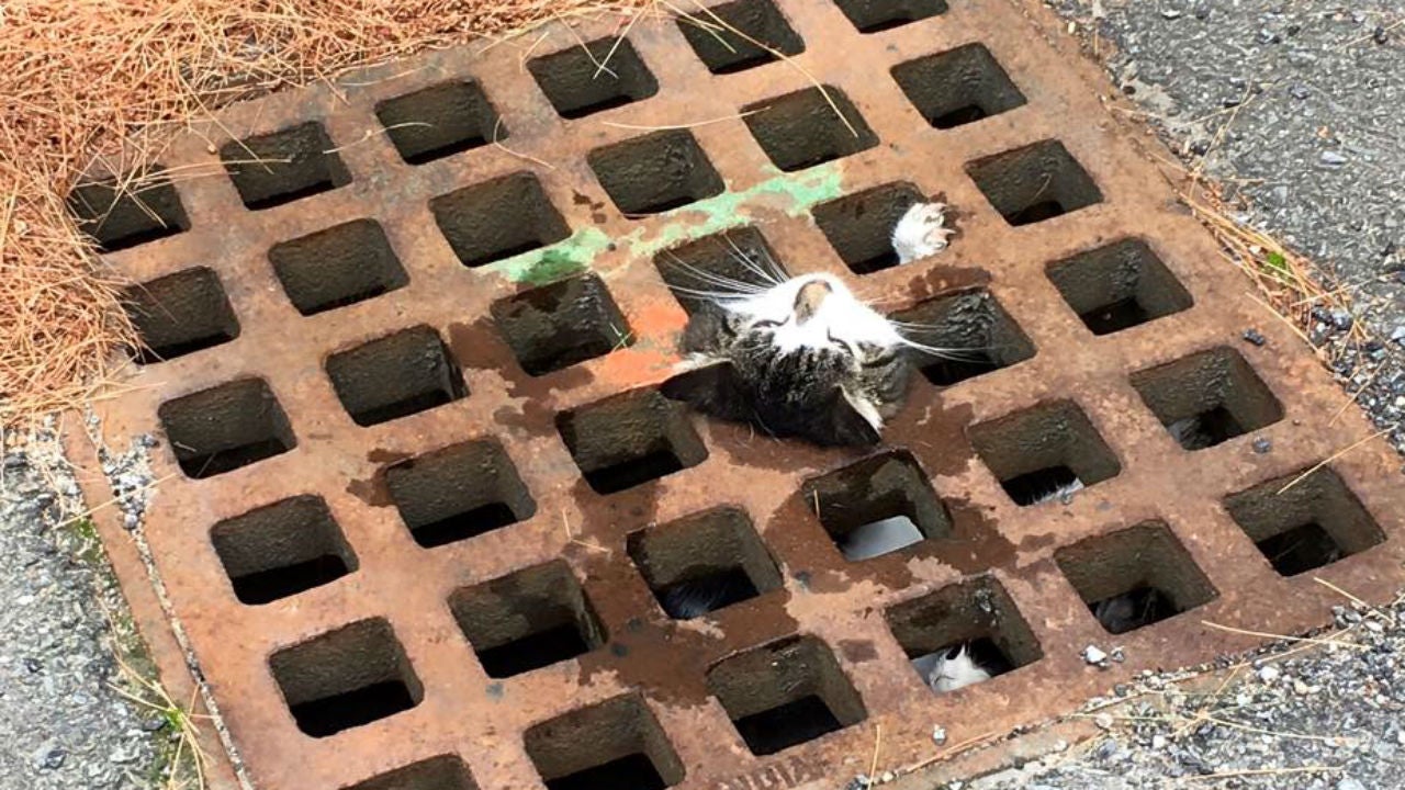 Firefighters Rescue Kitty From Storm Drain Using a Little Ingenuity