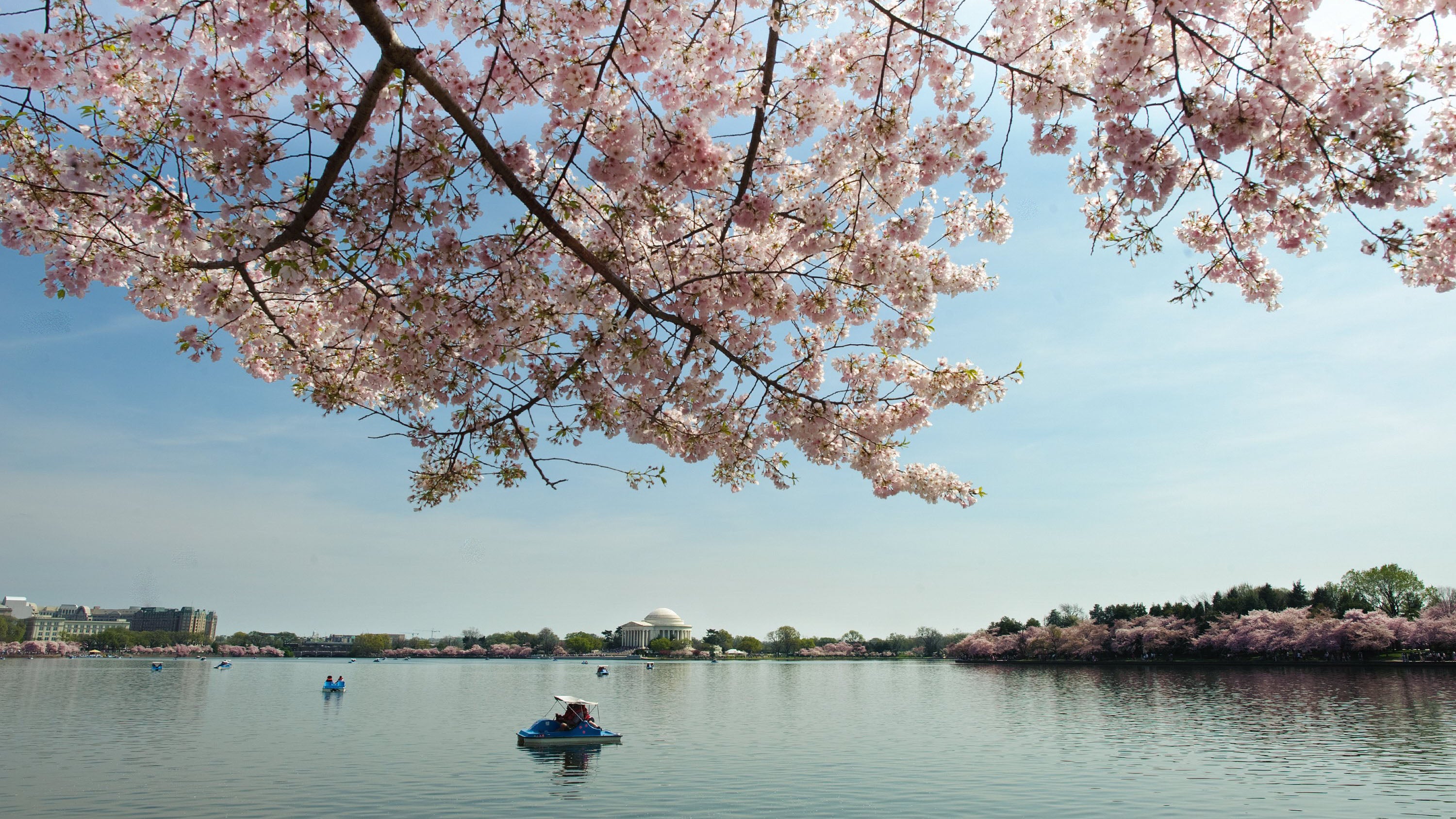 Snow Not Likely to Harm D.C. Cherry Blossoms The Weather Channel