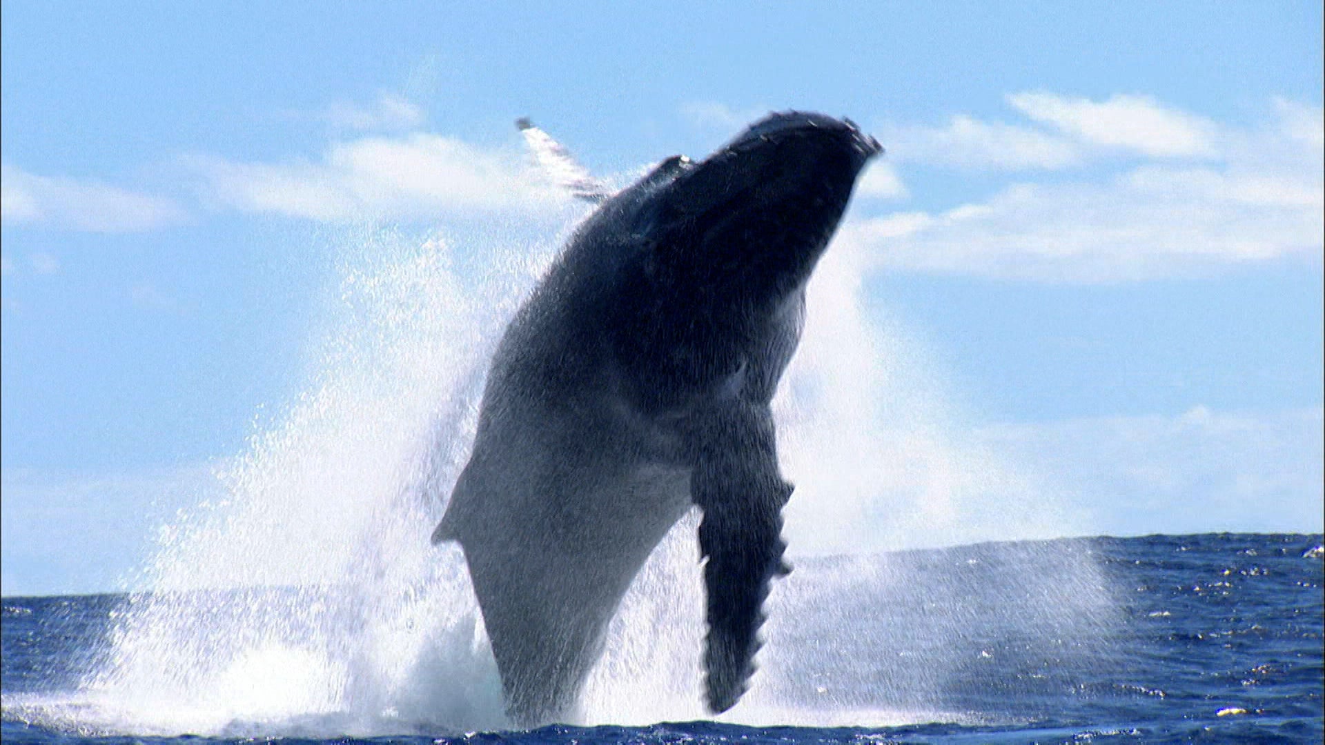 California Gets A New National Marine Sanctuary Videos from The