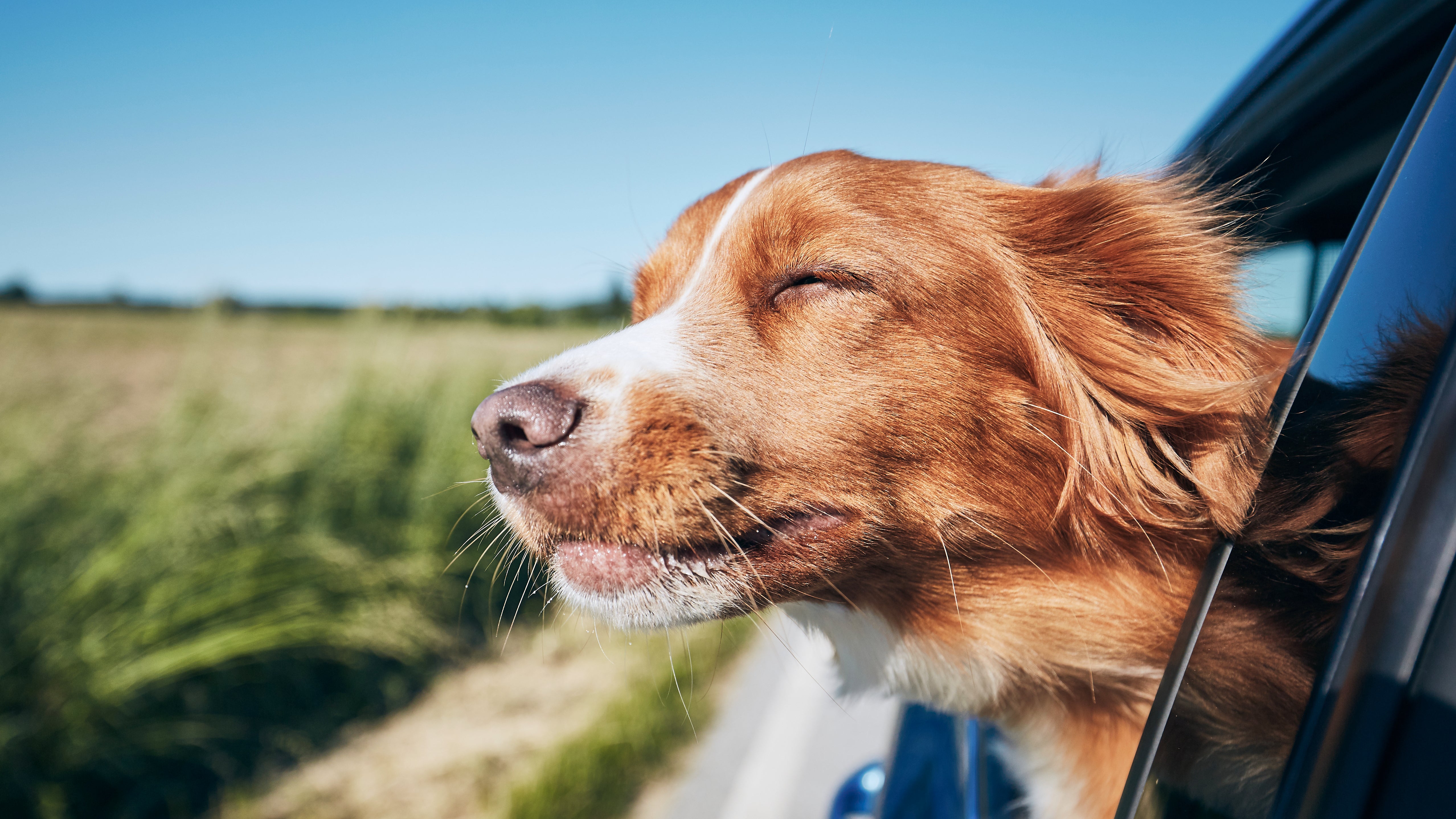 Hundstage! Am Donnerstag startet statistisch heißeste