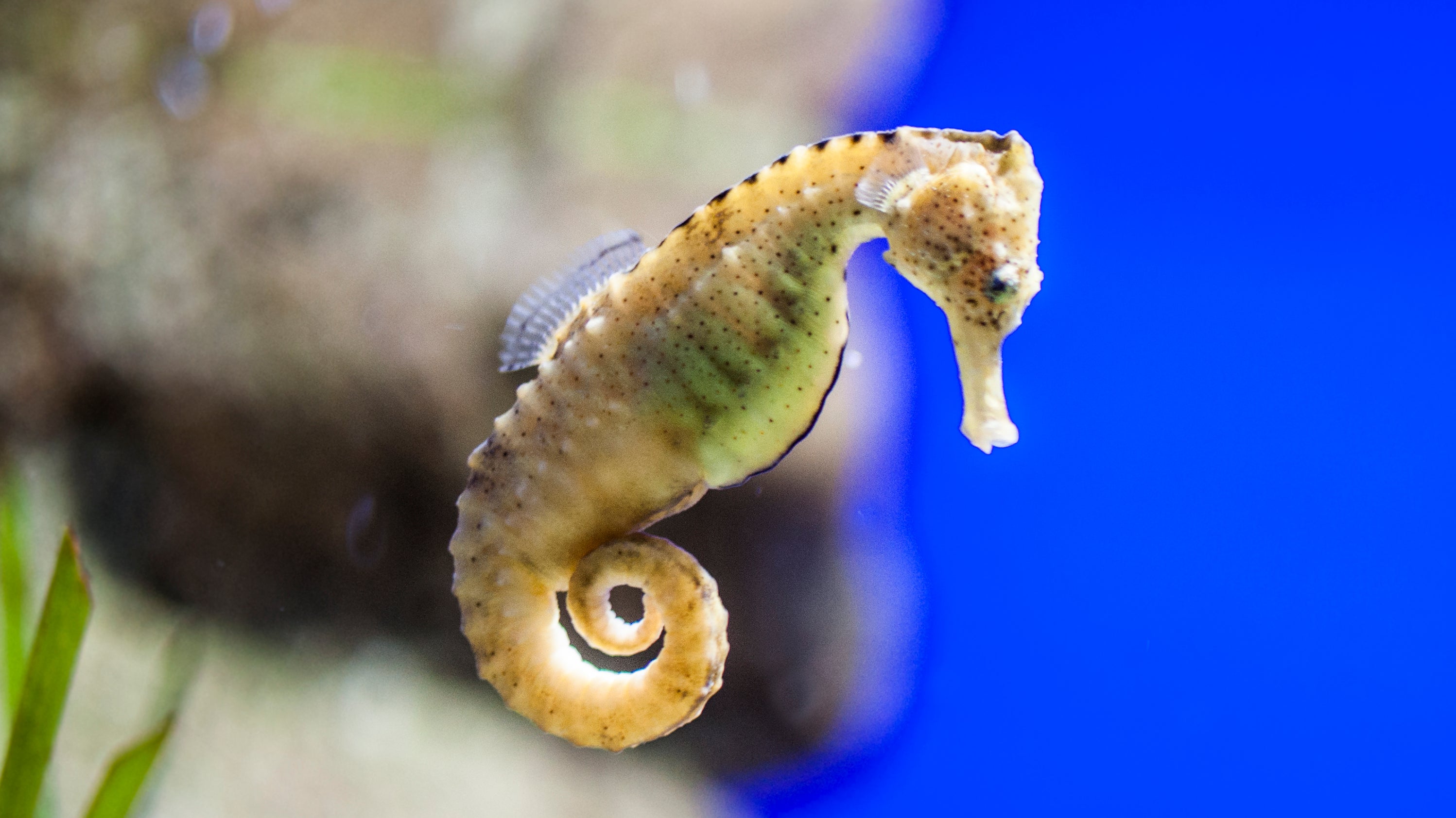 Marine fängt nach Verfolgung Schiff ab und findet Millionen Seepferdchen an Bord