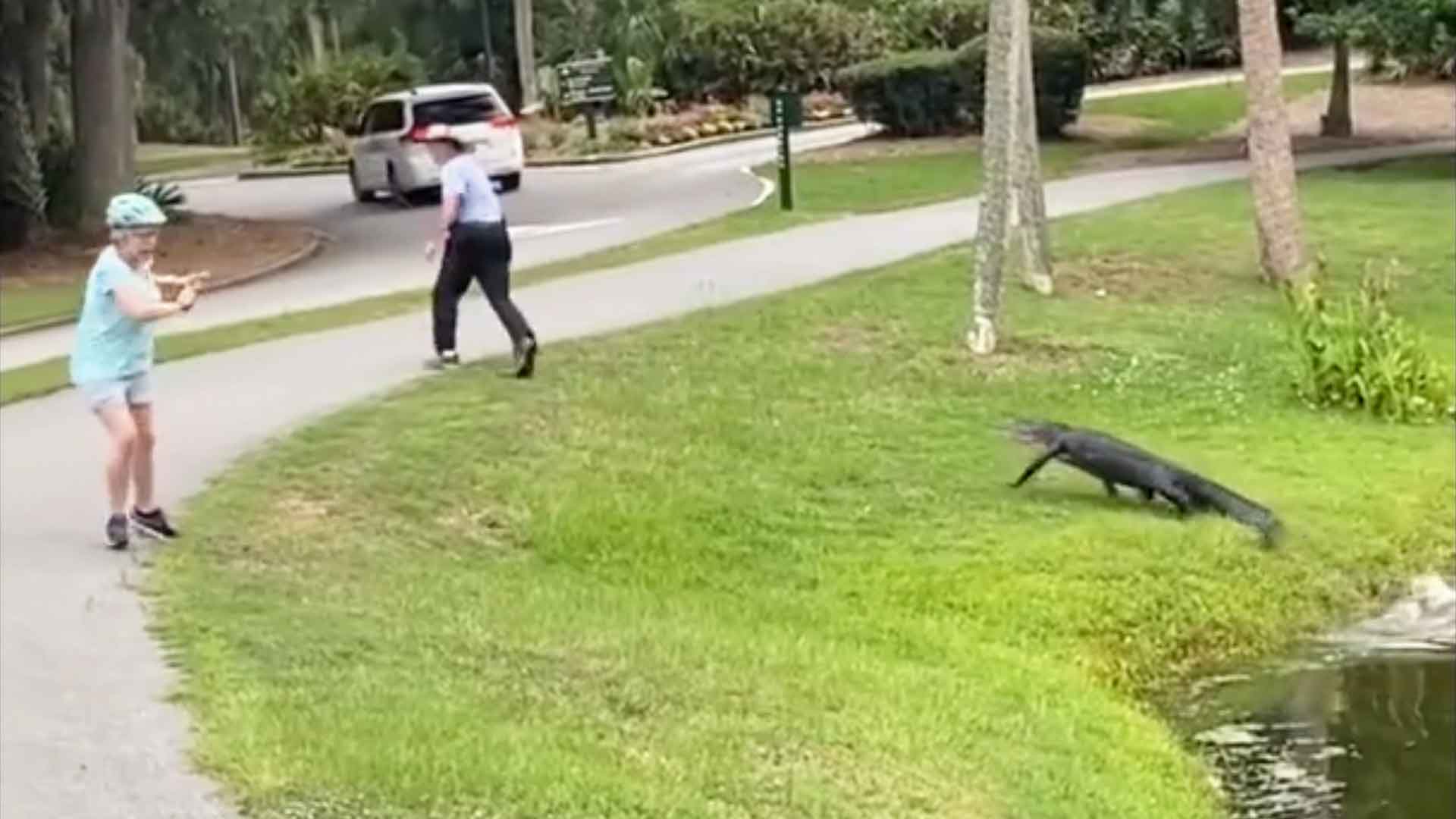 Wilder Alligator geht auf Angler los Videos from The Weather Channel