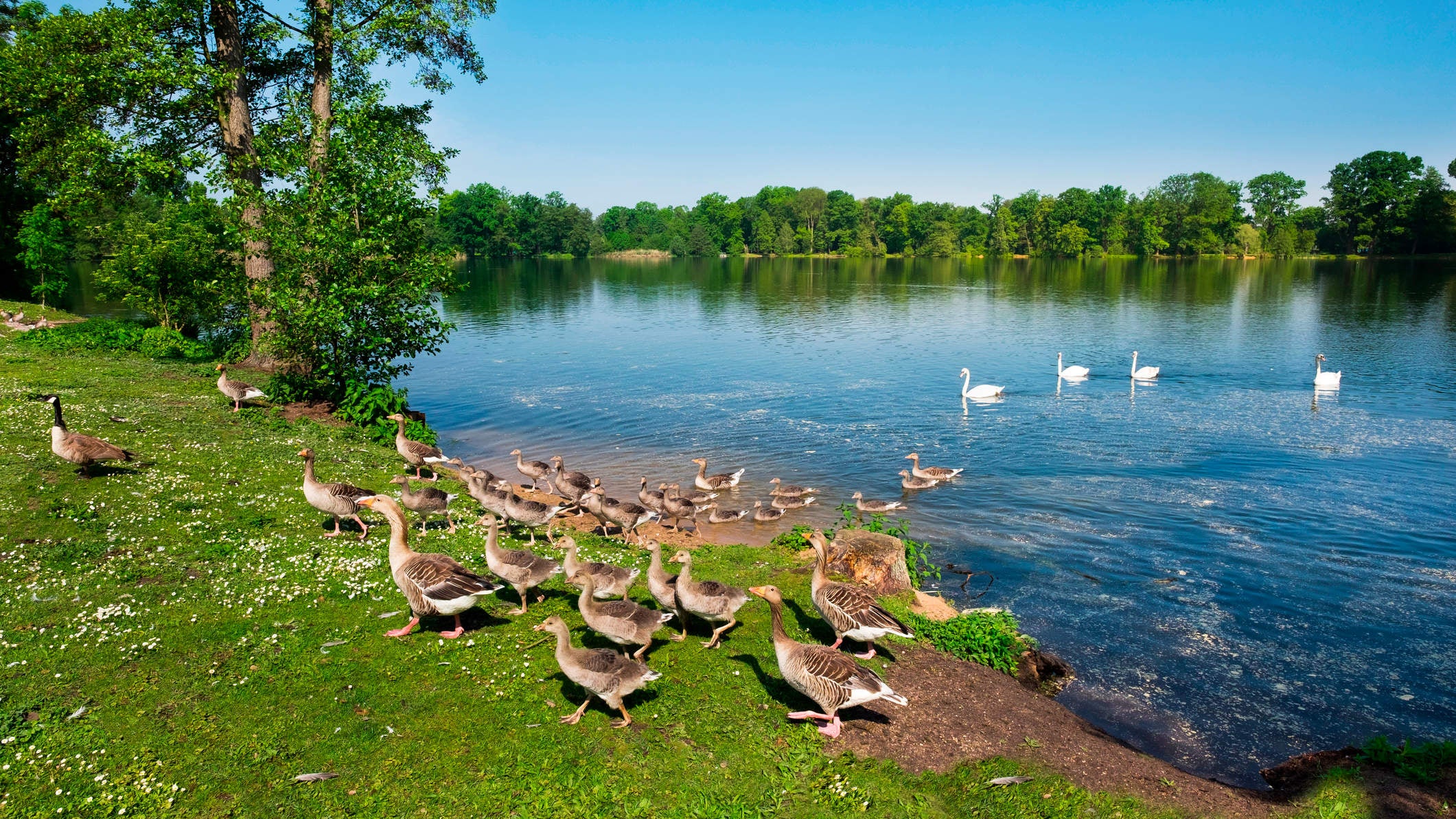 Nürnberg bevölkert von Wildgänsen aber nicht zu vielen
