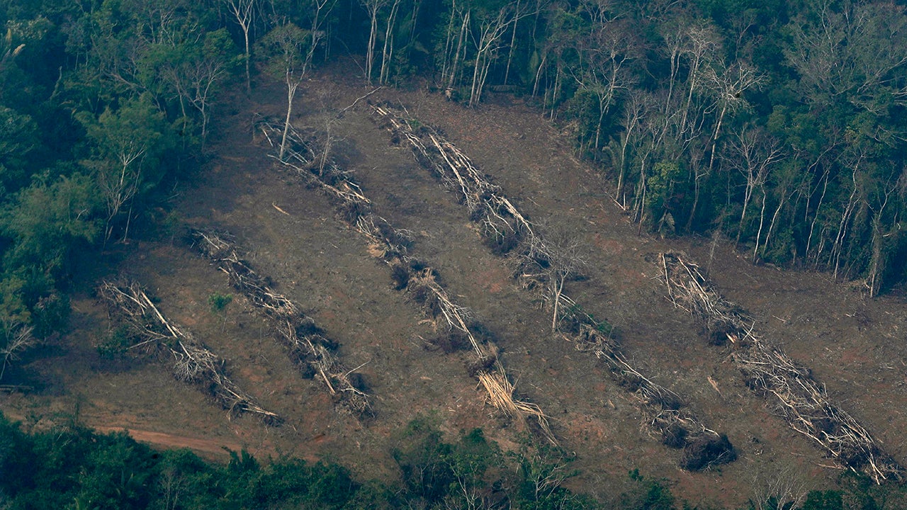 Amazon Forest Deforestation