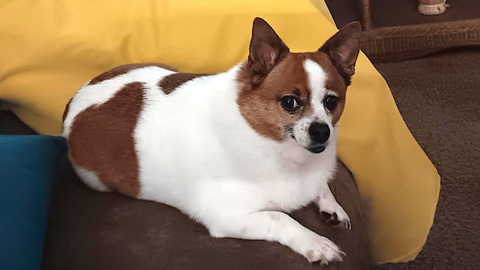 Weather Buddies 'Samson'