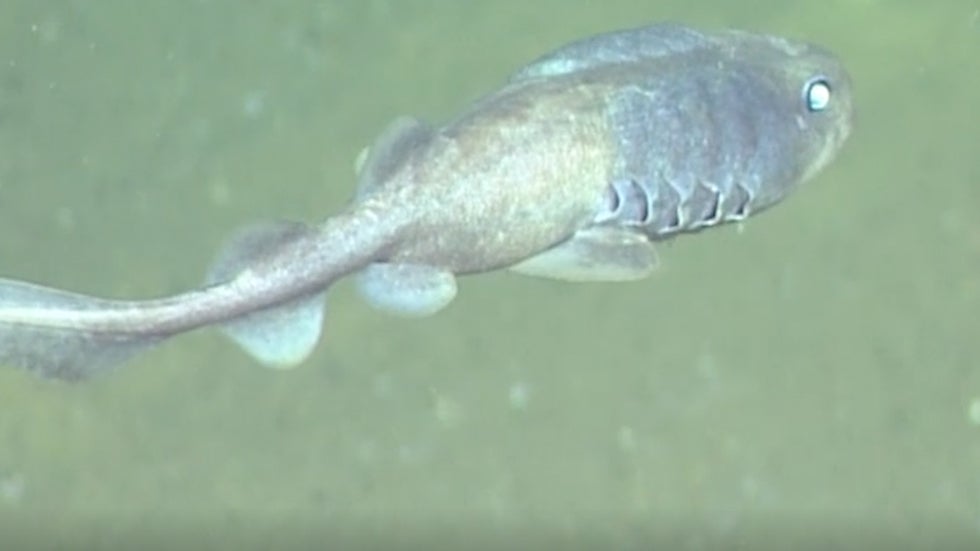 Gulf of California Fish Found Thriving in One of the Most Extreme Low Oxygen Underwater Habitats