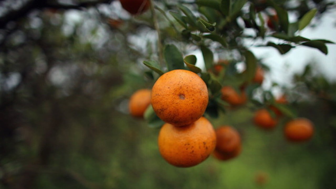 Florida Oranges 'in Peril' Due to Asian Bug The Weather Channel