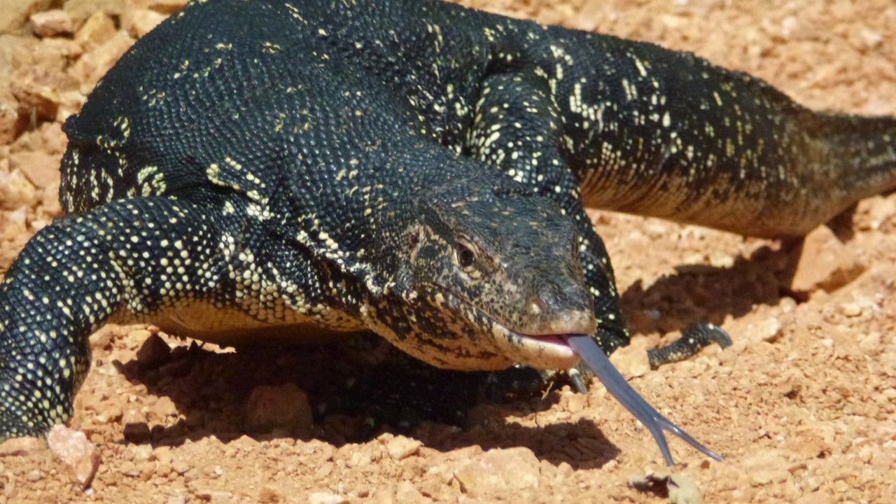 Un fossile de lézard à quatre yeux vieux de 49 millions d