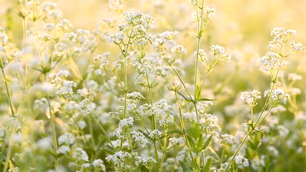 The Deadly Plant That's Spreading Across the U.S. Videos from The