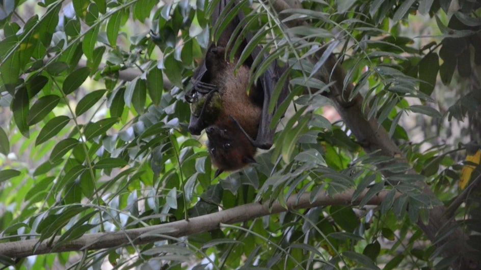 Here's How Bats Survive Novel Coronavirus and Other Deadly Viruses