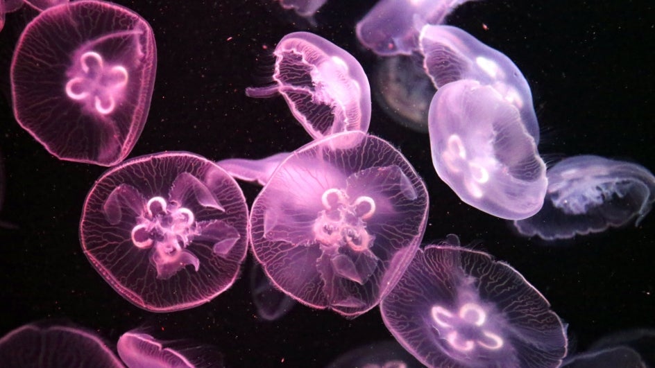 Scientists Discover Rare Animal that Lives Without