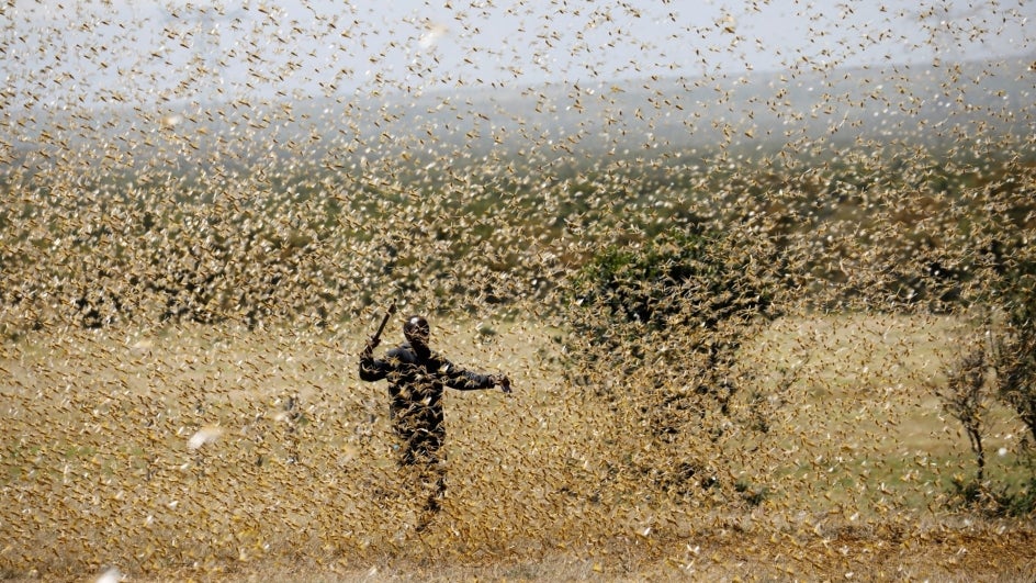 Haryana Gears Up for Potentially Intense Locust Attacks From July 22