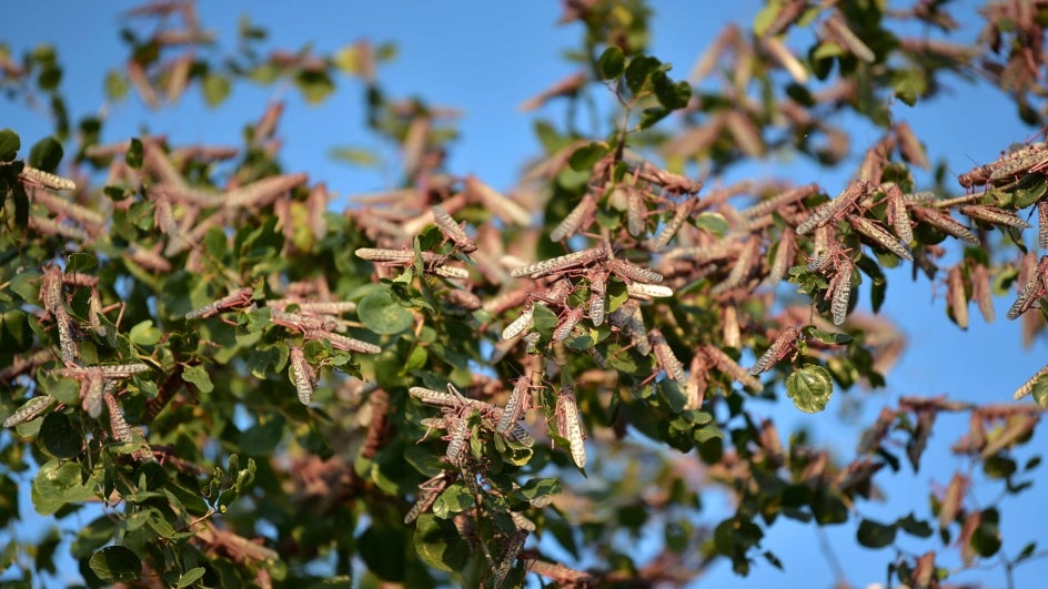 TWC Explainer Why This Year’s Locust Attack in India is the Worst in