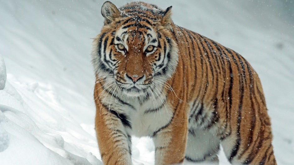 Tigers Discovered on Snowcovered Mountains in Arunachal Pradesh