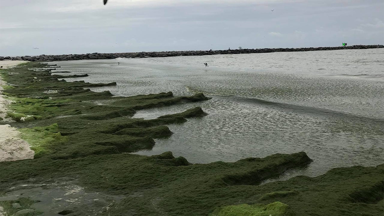 Alabama Beaches Riddled With Smelly Algal Bloom Known Locally as 'June
