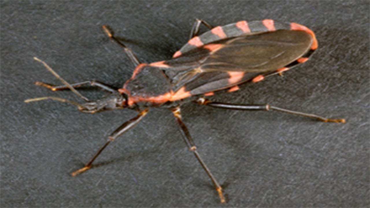 CDC Vile 'Kissing Bugs' Appear to Be Moving North The Weather Channel