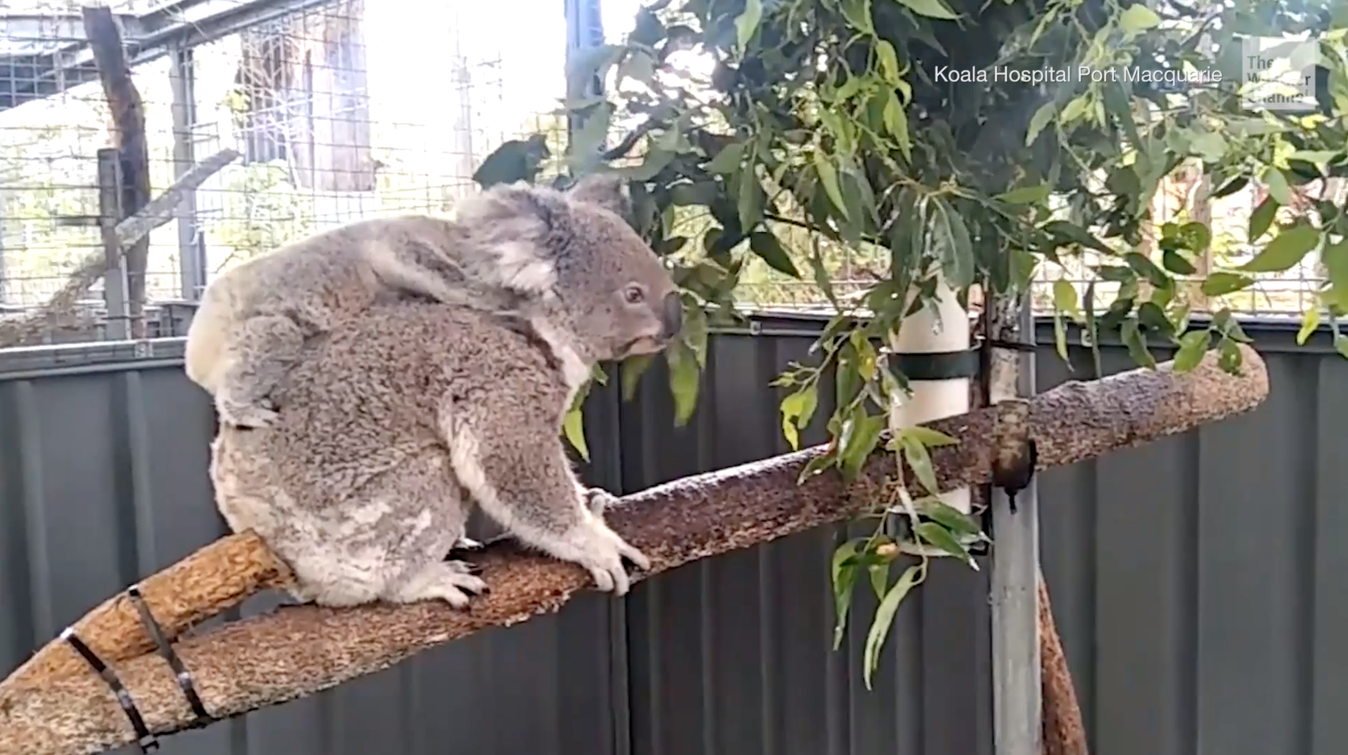 Koalas in Grave Danger in Australia The Weather Channel