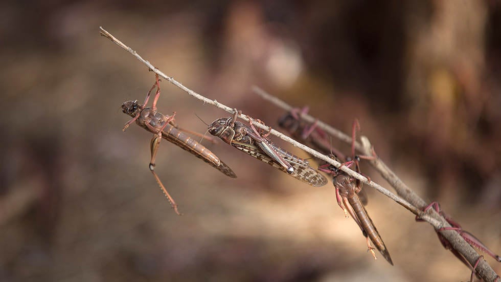 Locusts Swarm into Israel and Egypt