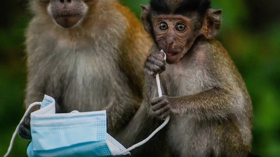 Discarded Face Masks Killing Wildlife Videos from The Weather Channel
