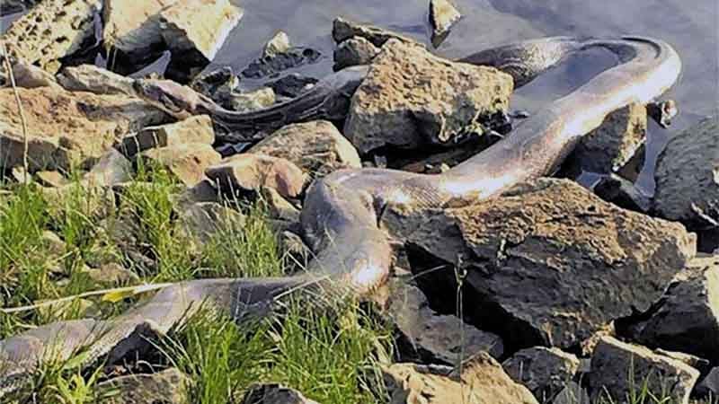 Angler entdecken Würgeschlange an der Weser The Weather Channel
