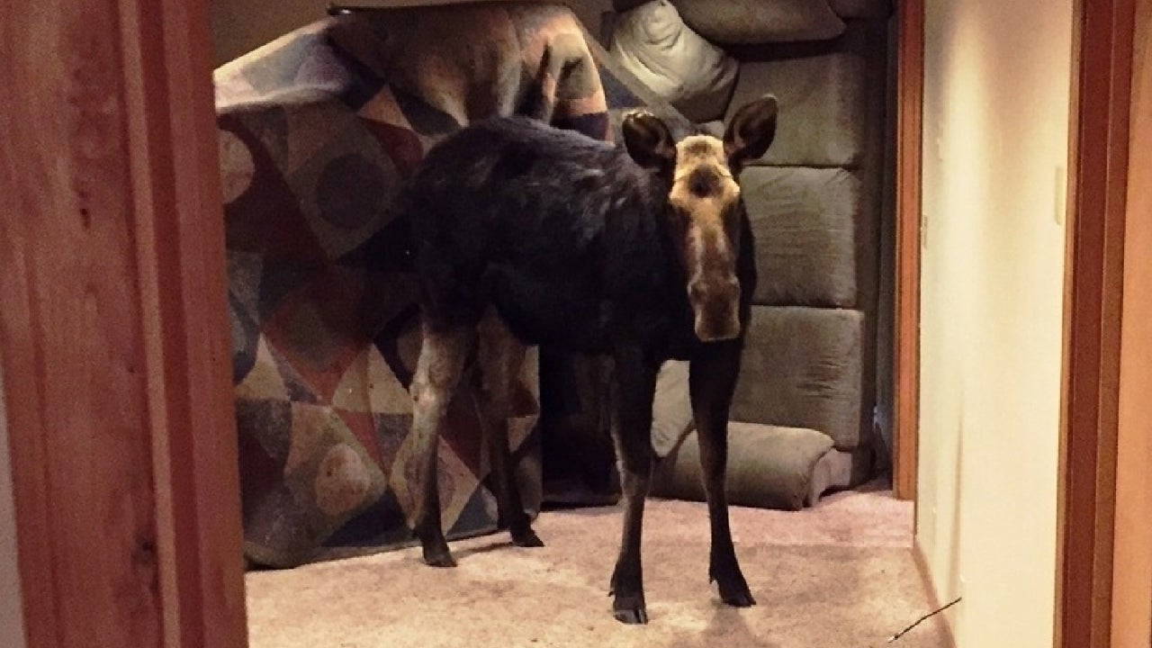 Moose Grows Tired of Idaho Winter, Wanders into Basement in Hailey