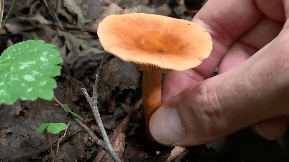 Mushroom Super Bloom? Videos from The Weather Channel