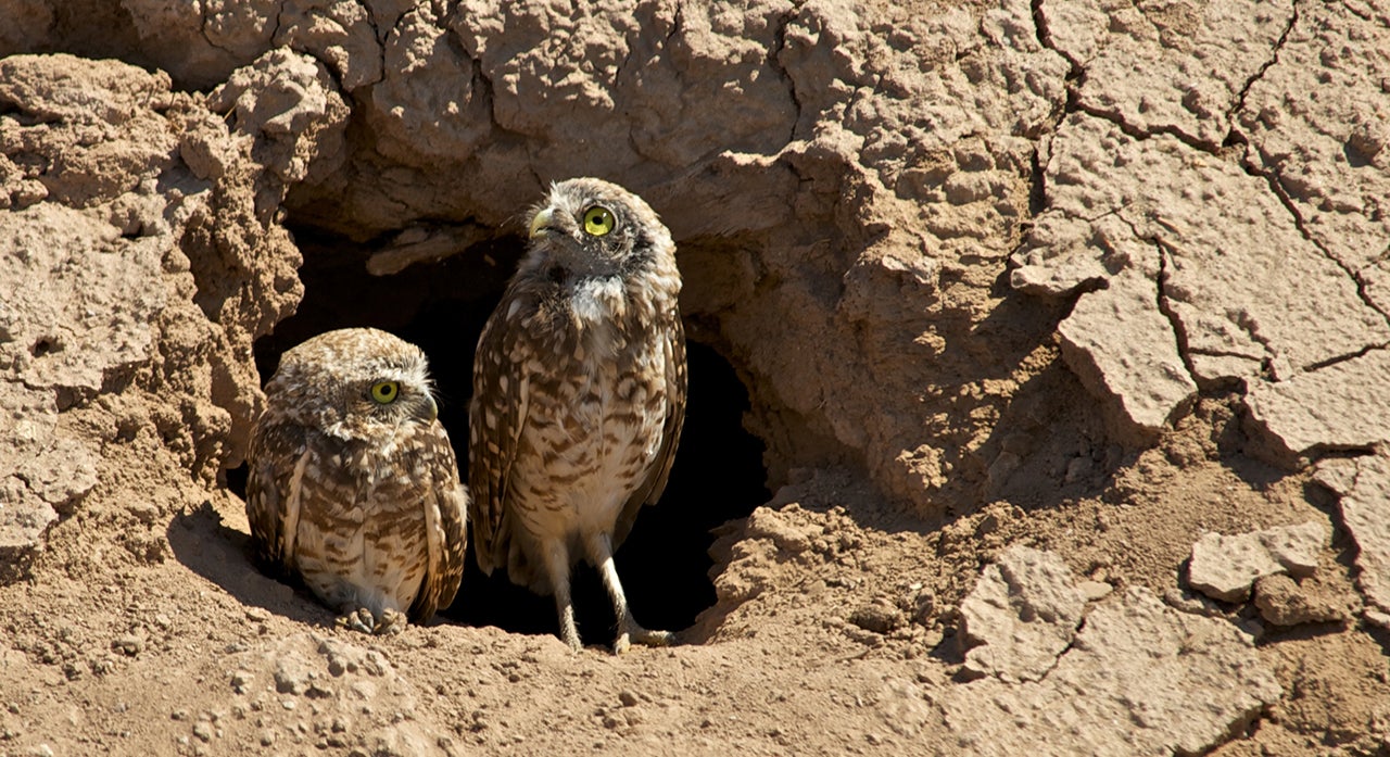 Next to Los Angeles Airport, Rare Burrowing Owls Thrive in What Was