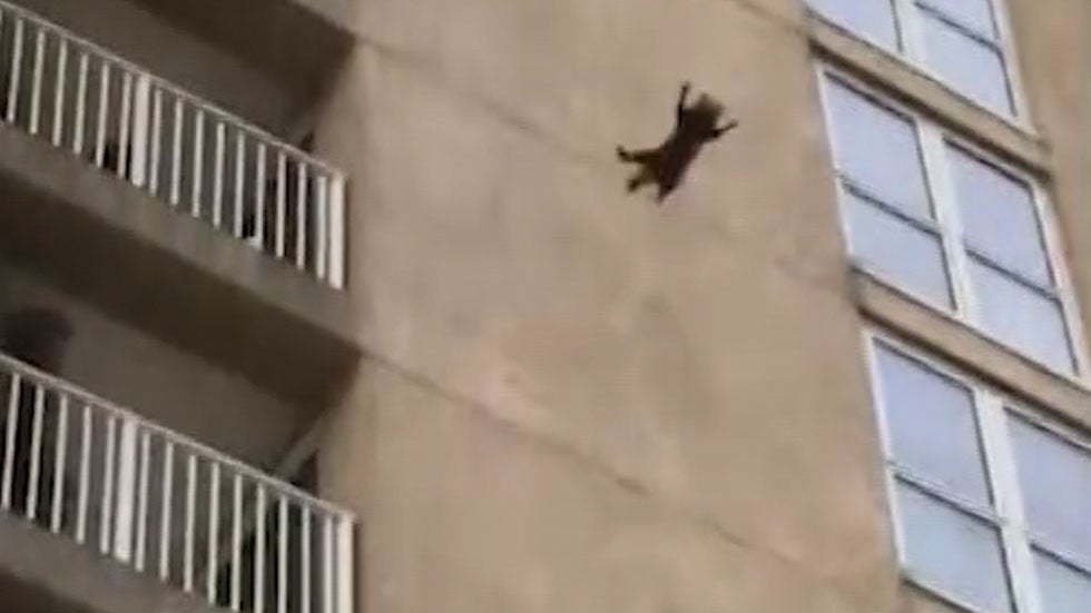 A Flying Raccoon? Videos from The Weather Channel