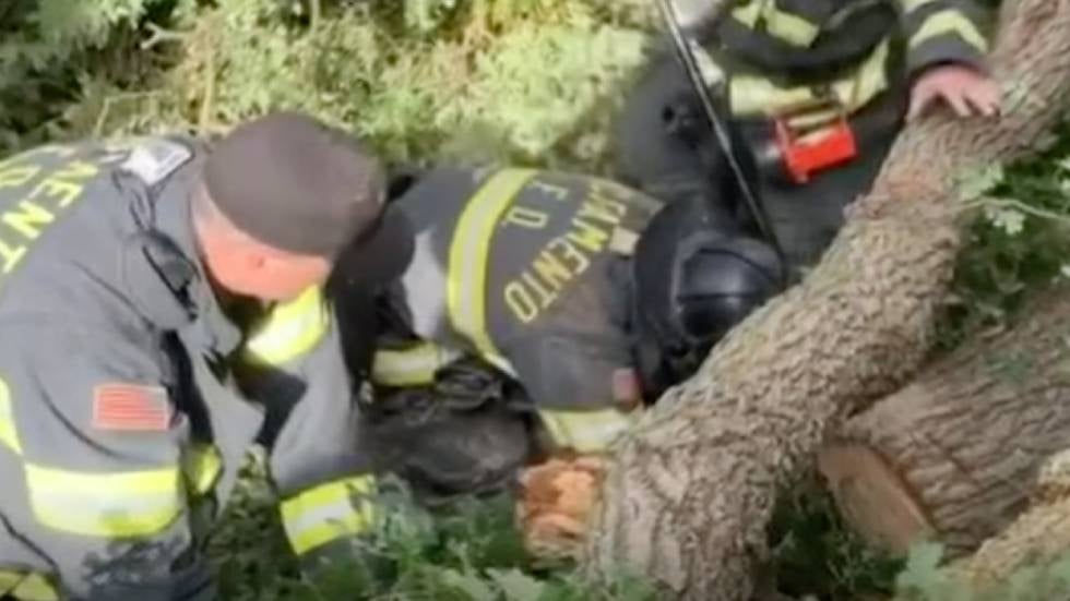 Moose on the Loose Causes Traffic Jam in Canada Videos from The