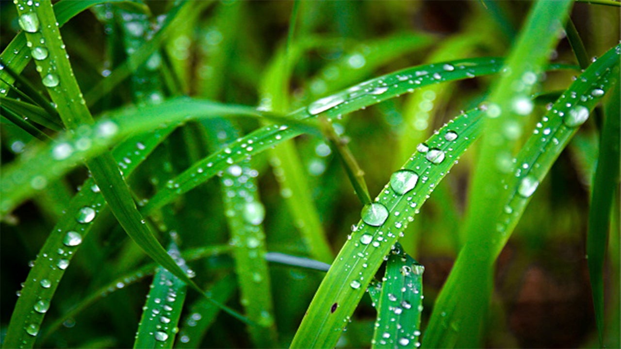 Te explicamos el rocío, la escarcha y la niebla The Weather Channel