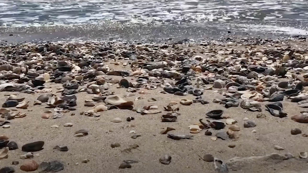 Valuable Shells Pile Up on Empty Beaches Videos from The Weather Channel