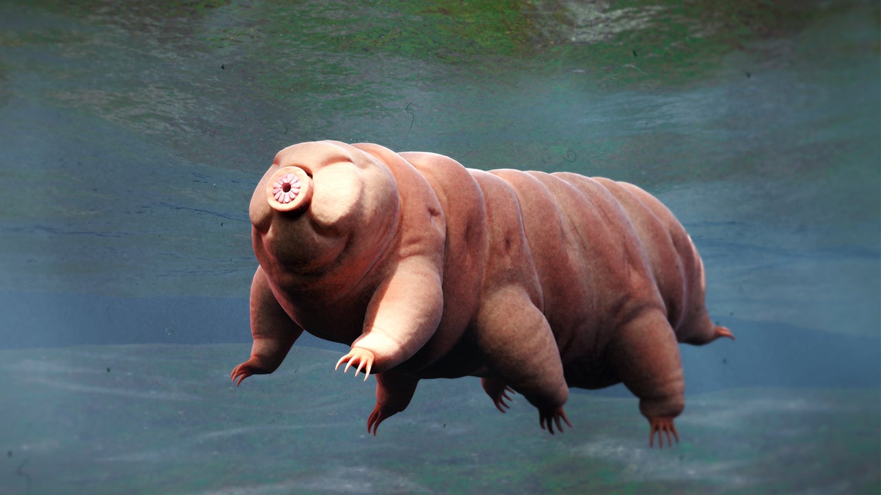 Water Bear Survive In Space at Henry Moses blog