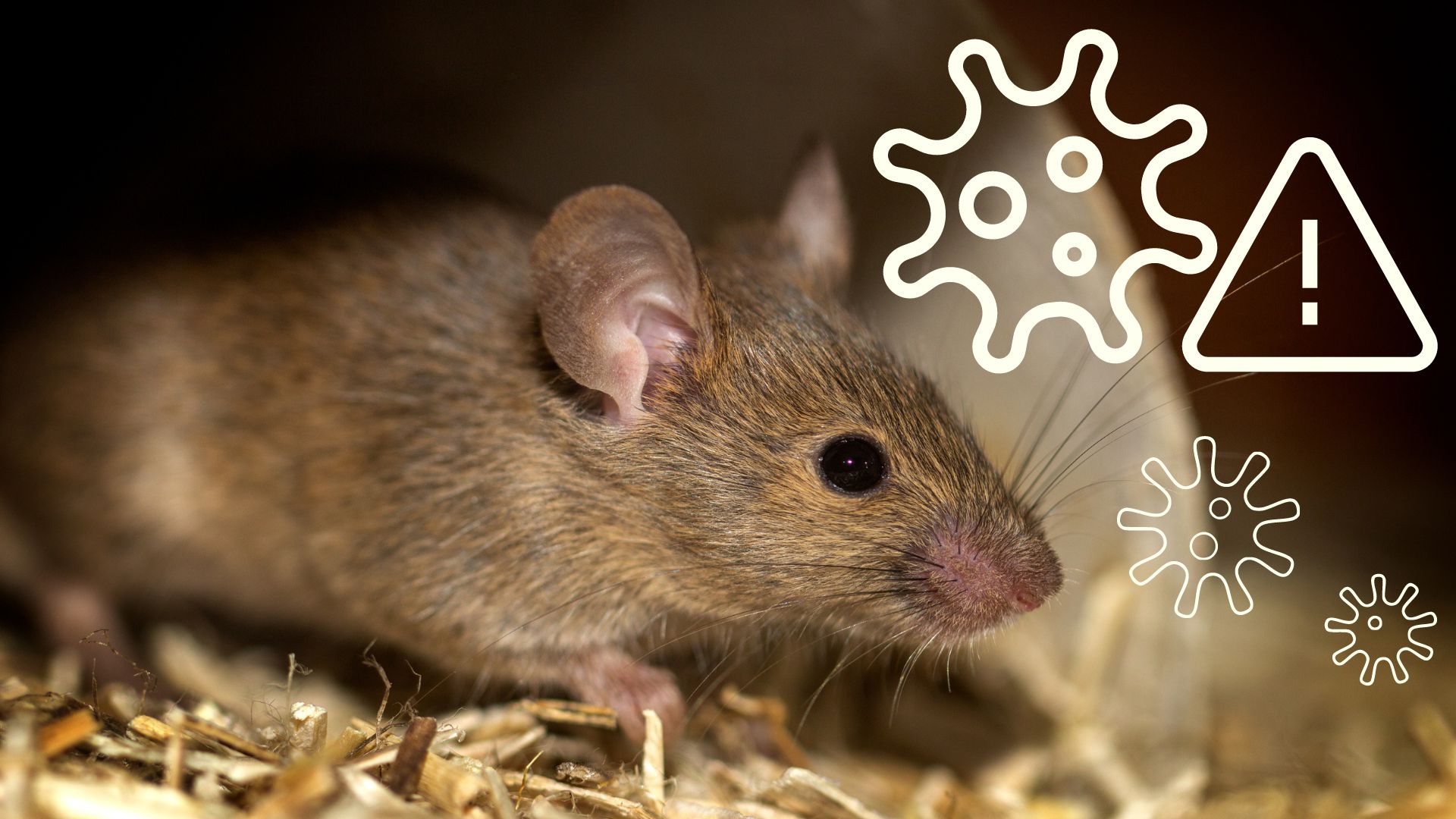 Did Rats Contribute to the Birth of Omicron Variant of COVID19