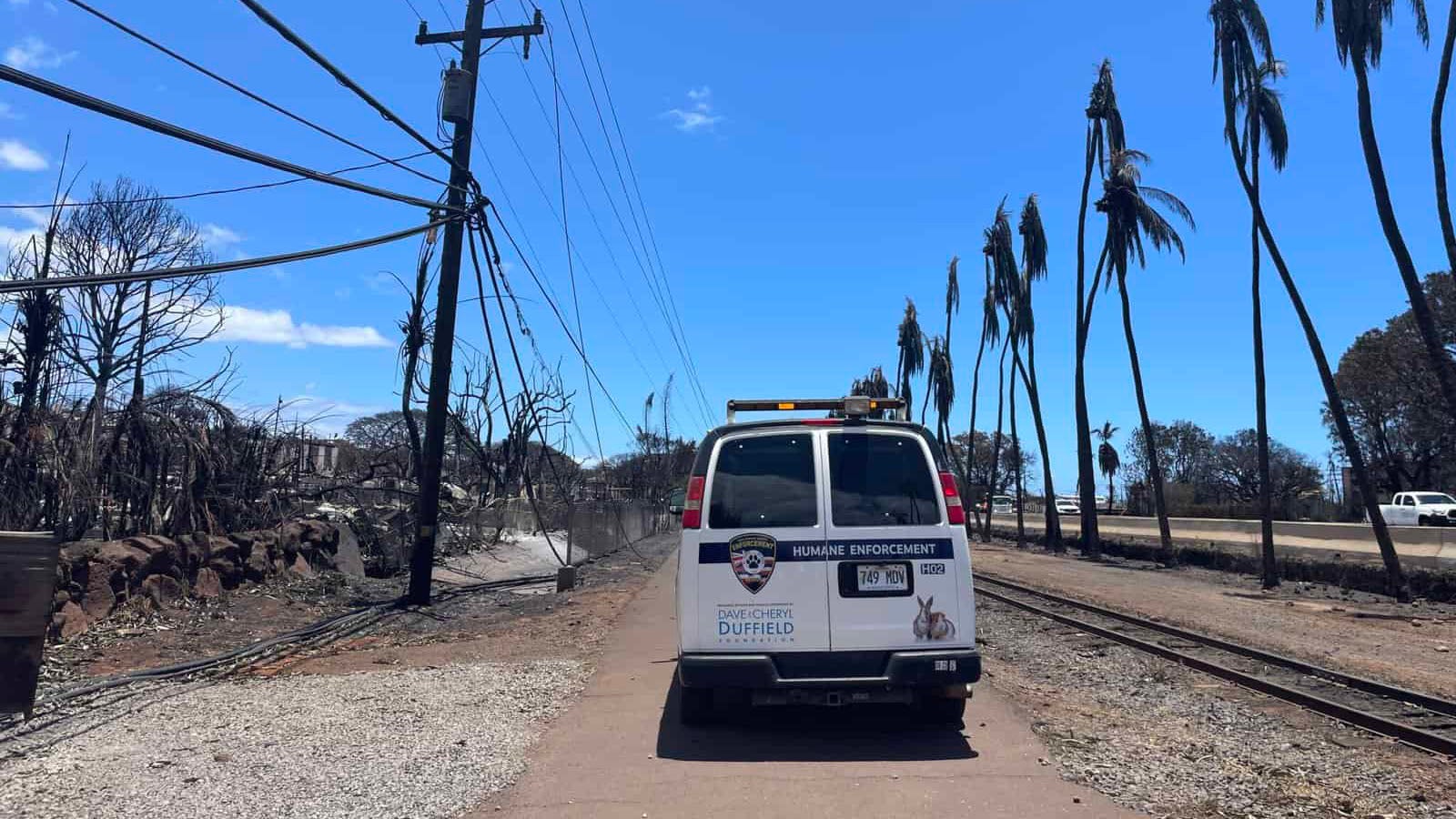 Maui Wildfire Leaves 1,200 Pets Missing In Lahaina