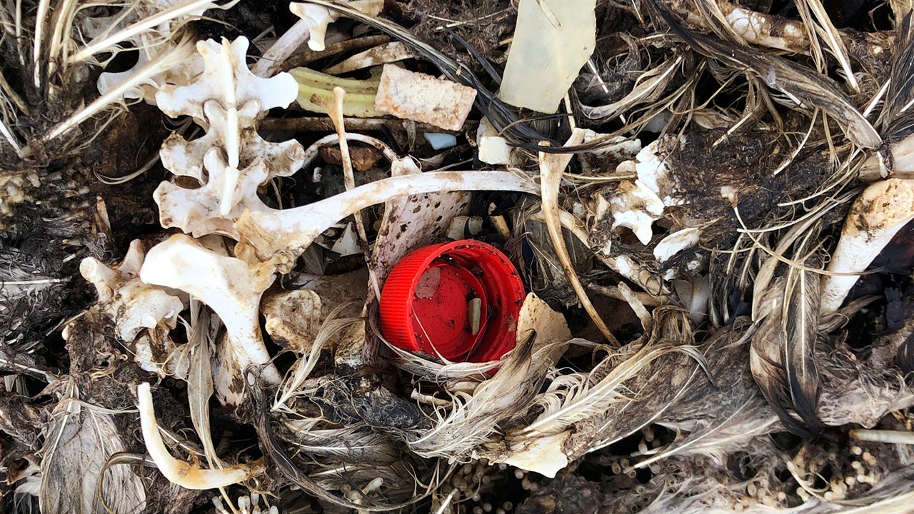 Plastic Is Killing Seabirds on the Midway Atoll Sanctuary The Weather Channel