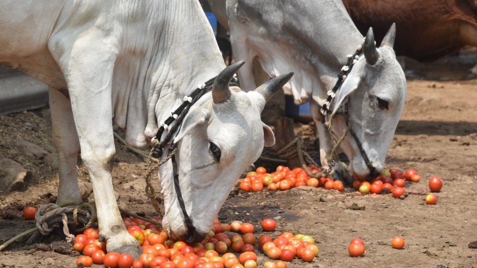 Stray Cows in Goa Have Turned Carnivore, Says Garbage Management