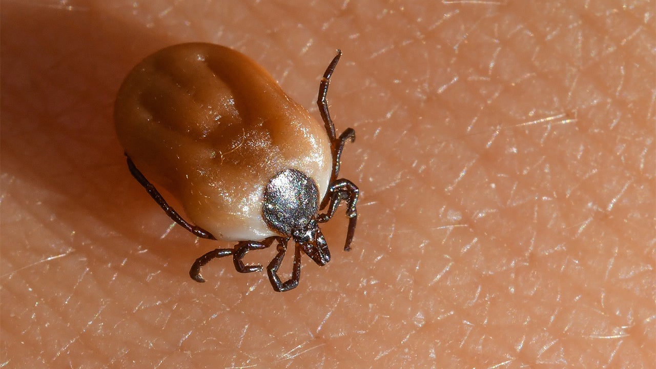New Invasive Tick That Could Infect You With Potentially Fatal Disease
