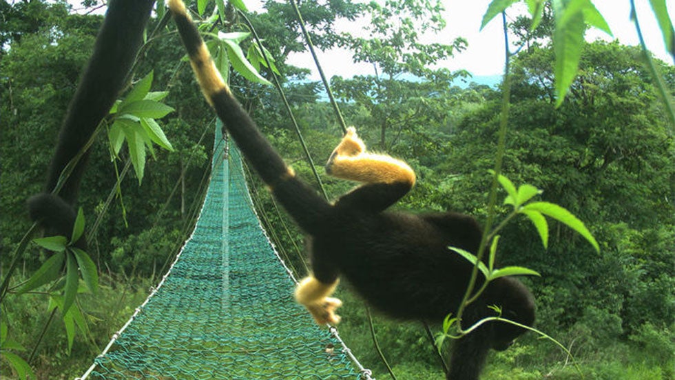 Monkeys in Costa Rica are Turning Yellow, and Researchers May Know Why