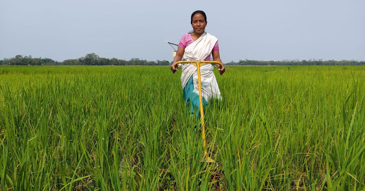 In floodprone Assam, new varieties of rice are helping