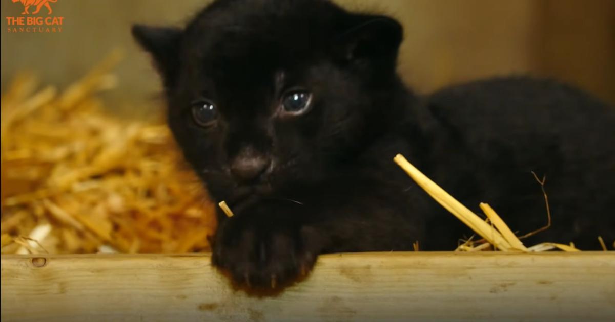 Baby Black Jaguars