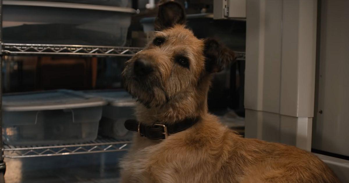 Watch In movie ‘Finch’, Tom Hanks, an android and a dog